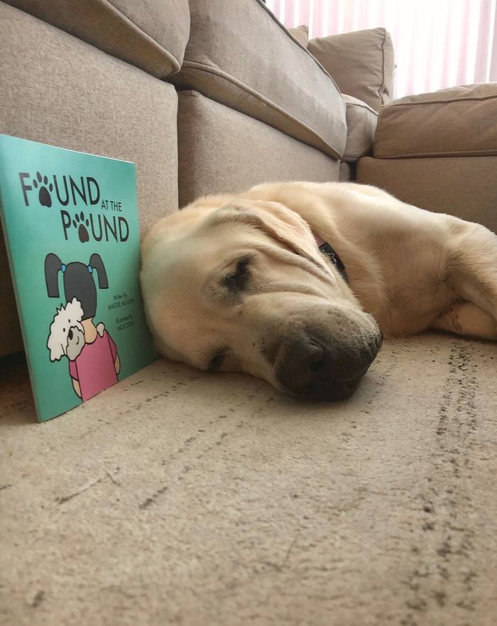 The book propped beside a sleepy golden Labrador